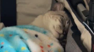 Reprodução / Redes sociais