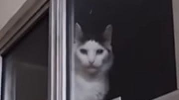 Reprodução / Redes sociais