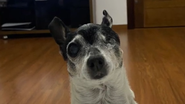 Reprodução// TikTok @louisediman