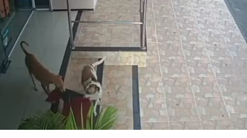 Reprodução//Vídeo