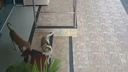 Reprodução//Vídeo