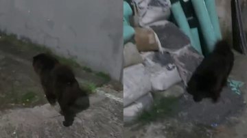 Reprodução/Redes sociais