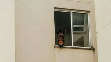 Reprodução/Redes sociais