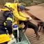 RS firma acordo com ONG para assistência a animais resgatados