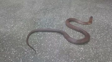 Reprodução/ TV Globo