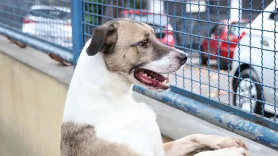 Prefeitura do Rio/Subvisa/Nelson Duarte