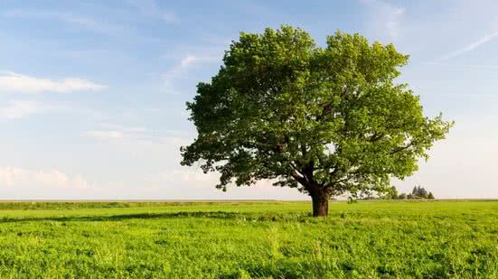 Reprodução / Freepik