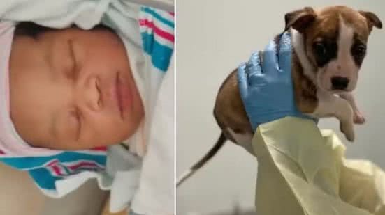 Reprodução