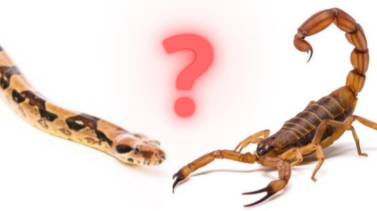 Animais peçonhentos - Foto: PixaBay