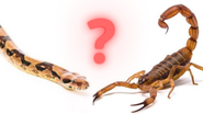 Animais peçonhentos - Foto: PixaBay