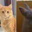Tutora adota coelho e gatos reagem ao novo integrante da família\u003B assista