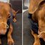 VÍDEO: Cachorro devora miojo de tutor e cena viraliza