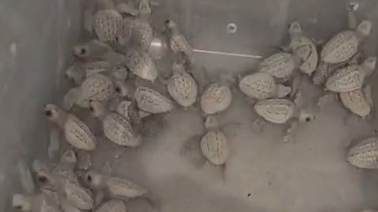 Imagem Autoridades baianas realizam resgate de tartarugas marinhas em Salvador; veja vídeo