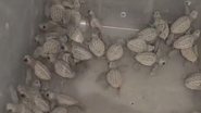 Imagem Autoridades baianas realizam resgate de tartarugas marinhas em Salvador; veja vídeo