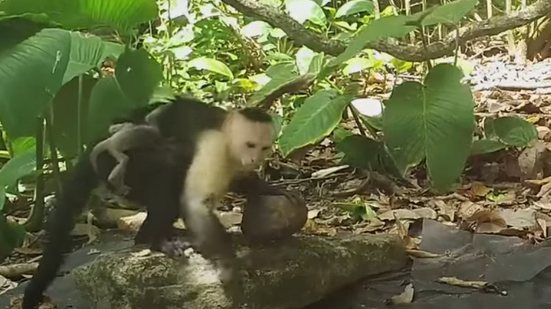 Reprodução / Youtube