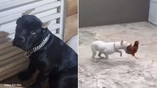 Reprodução / Vídeo