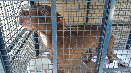 Reprodução/Secretaria Municipal de Proteção e Defesa dos Animais