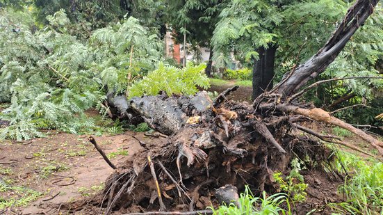 Imagem VÍDEO: Árvore ‘gigante’ cai em Mussurunga após chuvas e ventos fortes em Salvador