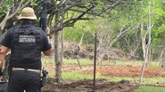 Divulgação |