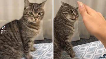 Reprodução/TikTok @vic_oliveiraaaa