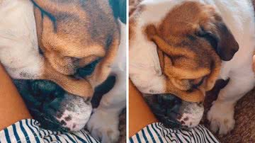 Reprodução/TikTok @jorgebulldog