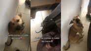 Reprodução/TikTok @laisseng
