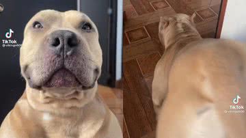 Reprodução/TikTok @vikingo606