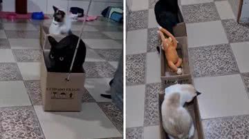 Reprodução/TikTok @notyourkindofpeople