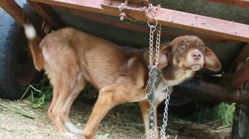 Divulgação/Rudozem Street Dog Rescue