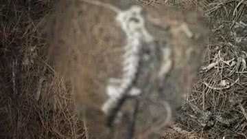 Divulgação/Polícia Civil