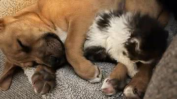 Reprodução/Zoorprendente