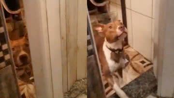 Reprodução/TikTok @alligatorking9