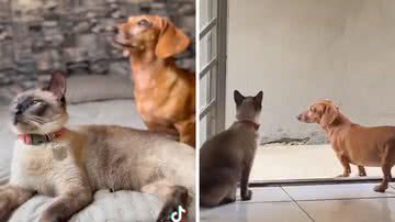 Reprodução/TikTok @malcomsalsicha