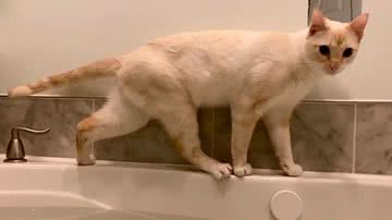 Reprodução/Youtube @ViralHog