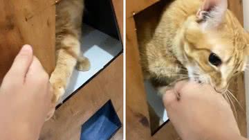 Reprodução/TikTok @mefilhoteo