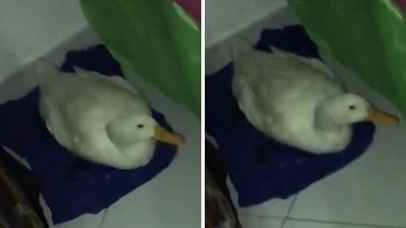 Reprodução/TikTok @thaynaraa.m