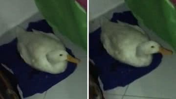 Reprodução/TikTok @thaynaraa.m