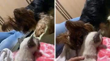 Reprodução/TikTok