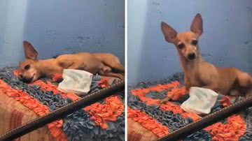 Reprodução/TikTok @maylon0001