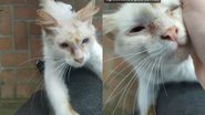 Imagem Vídeo comovente de gata de rua agradecendo após receber ração viraliza na web; assista