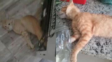 Reprodução/Redes Sociais