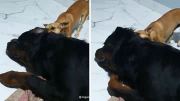 Reprodução/TikTok @logan.rottweiler