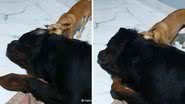 Reprodução/TikTok @logan.rottweiler