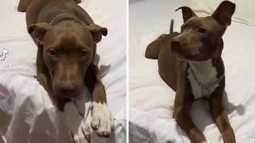 Reprodução/TikTok @netinhomiranda0