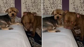 Reprodução/TikTok @billy.melchior