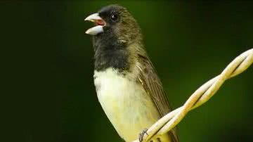 Reprodução/Youtube/Canto dos Pássaros