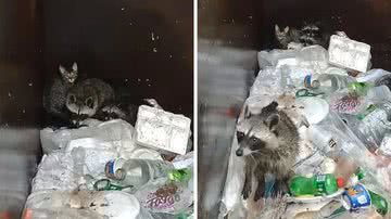 Reprodução/TikTok @nicoles_garbage_goblins