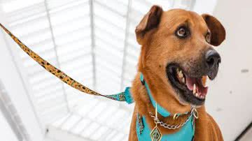 Lucas Seghessi/Divulgação