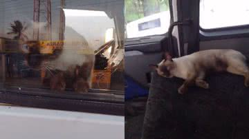 Reprodução/TikTok @victormanoel_10