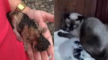 Reprodução/TikTok @vicjenningss